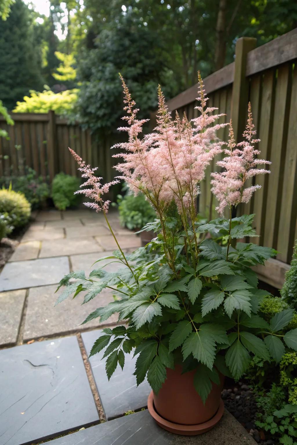 Feathery astilbe blooms adding height and whimsy to a shaded patio.