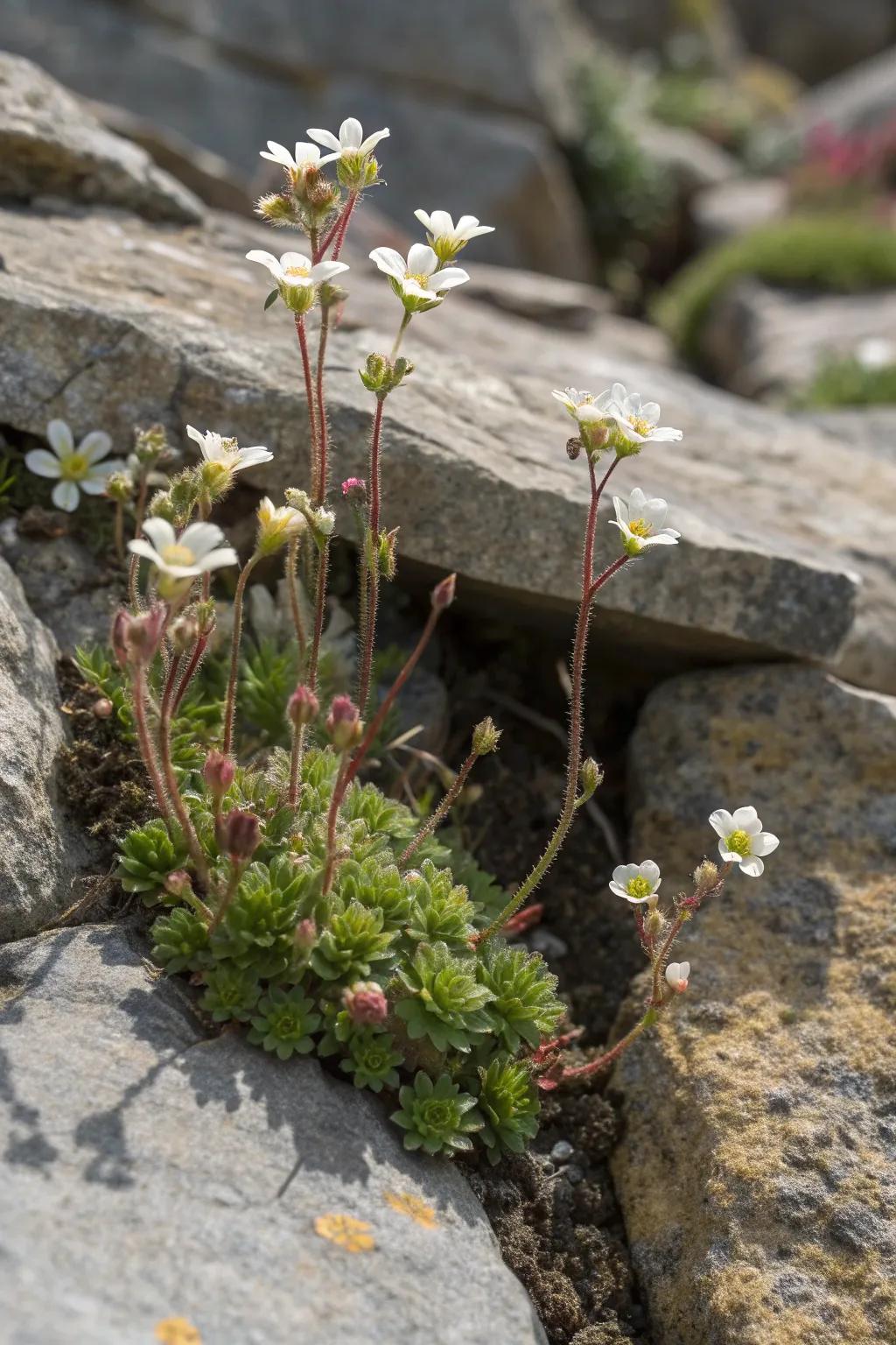 Saxifraga adds alpine charm to your rock garden.