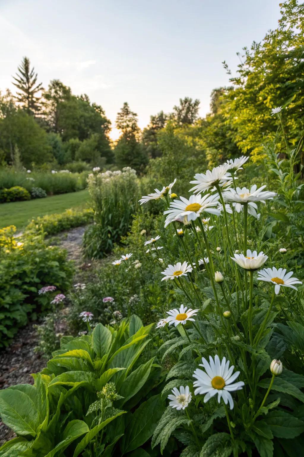 Shasta daisies standing out as a joyful focal point in the garden.