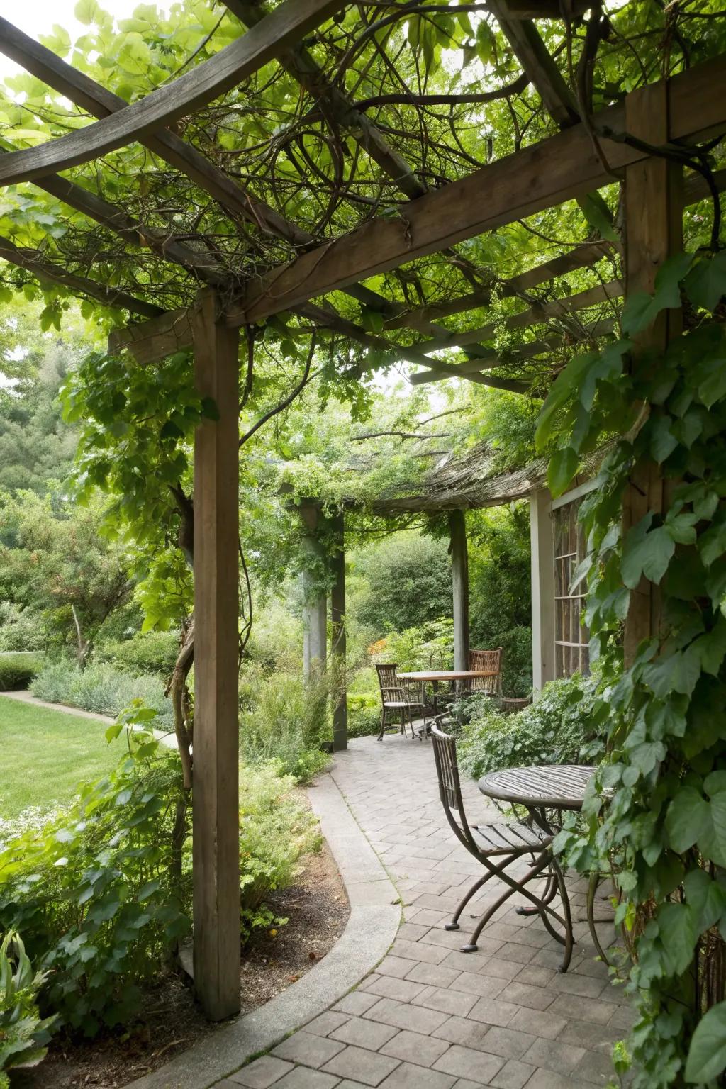 Climbing plants on trellises create living privacy barriers.