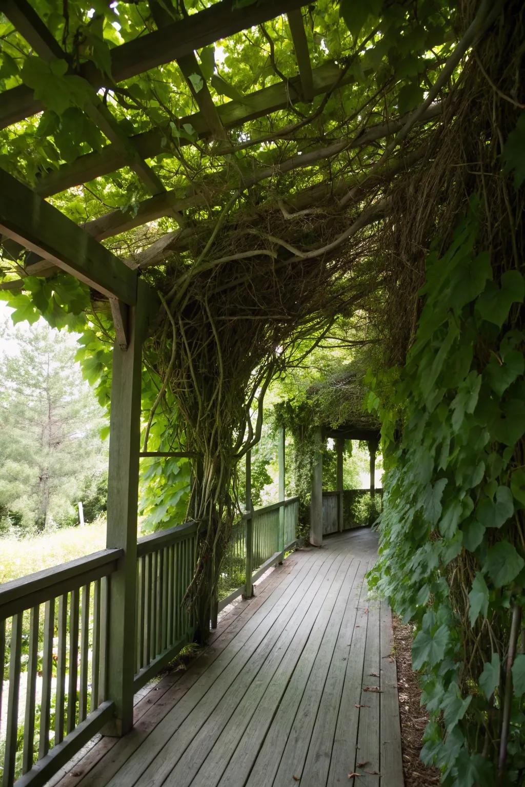 A trellis with vines offers a lush, natural privacy solution.