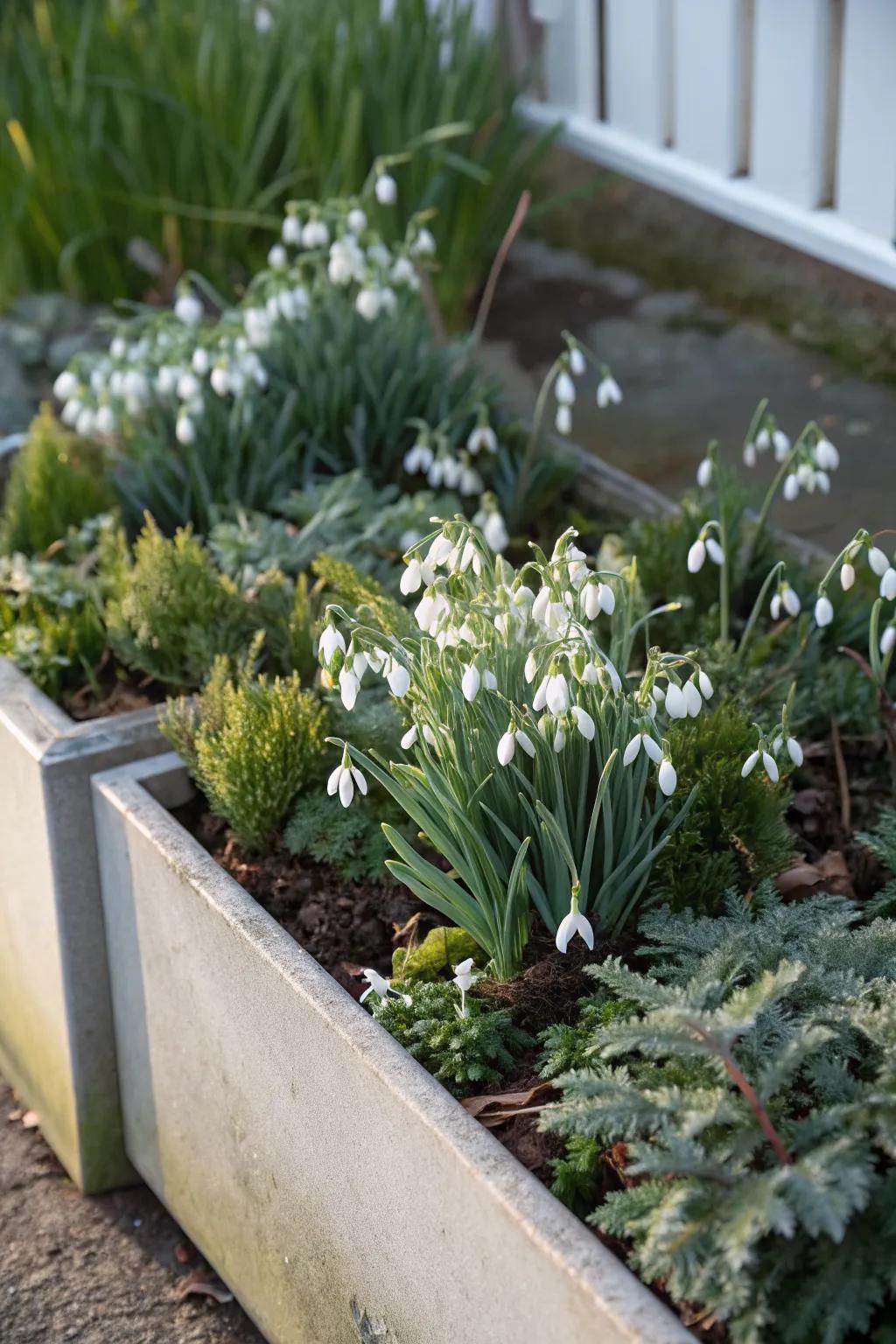 Snowdrops offer a delicate and hopeful winter bloom.