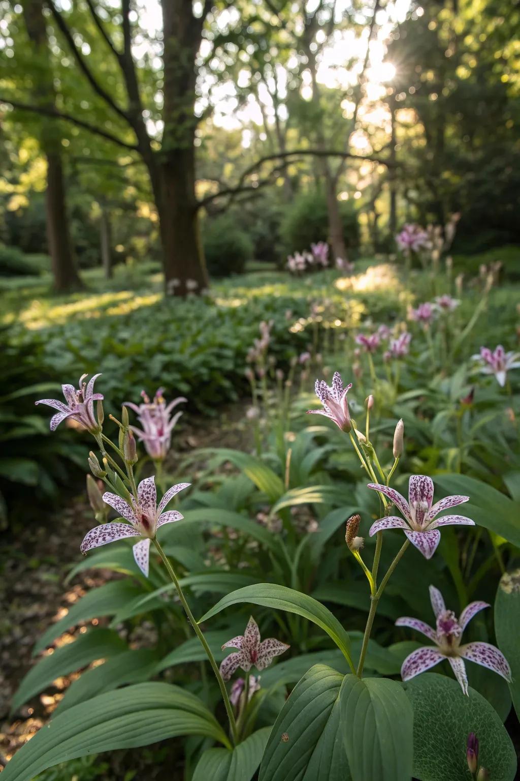 Toad lilies bring speckled beauty to shaded garden areas.