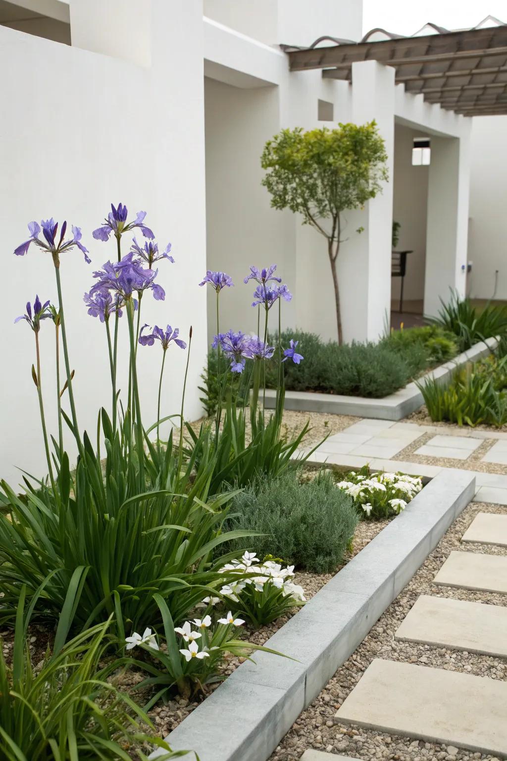 African irises add elegance to minimalist garden designs.