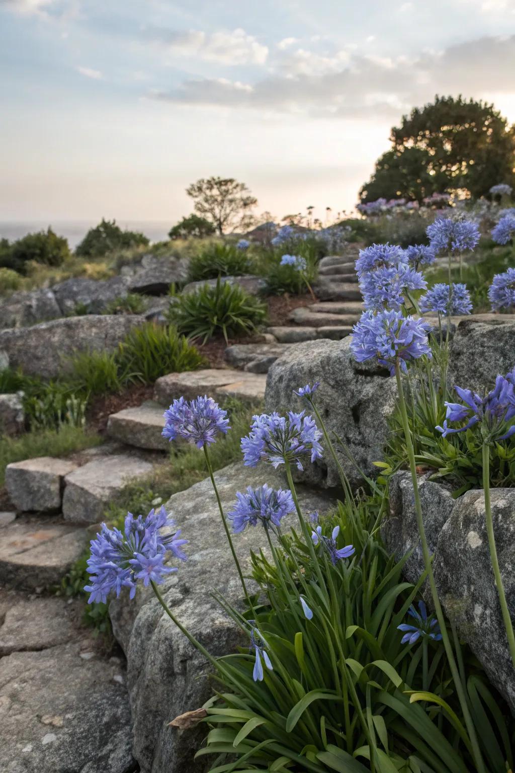 Bring elegance to rock gardens with agapanthus.