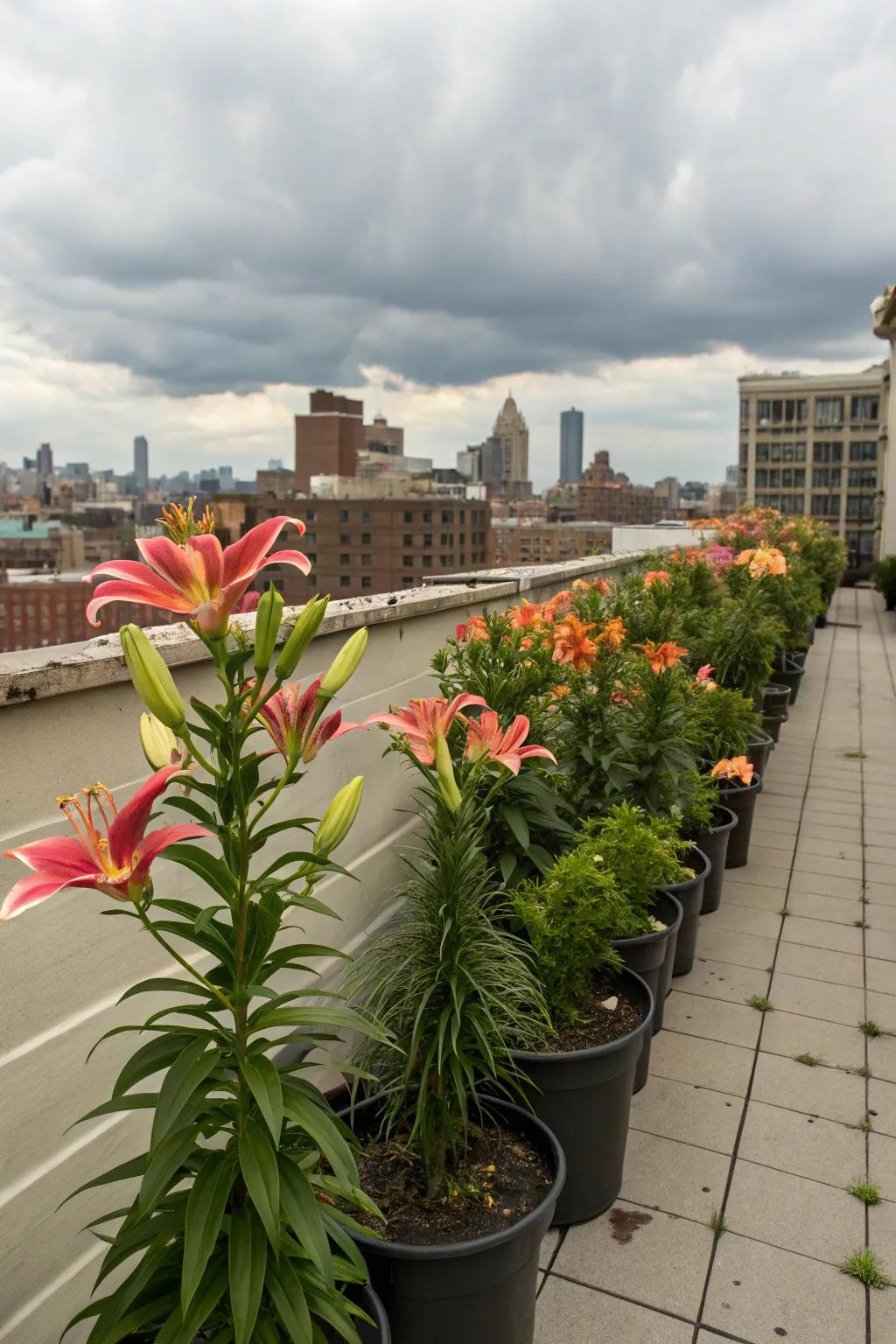 An urban oasis with Asiatic lilies on a rooftop garden.