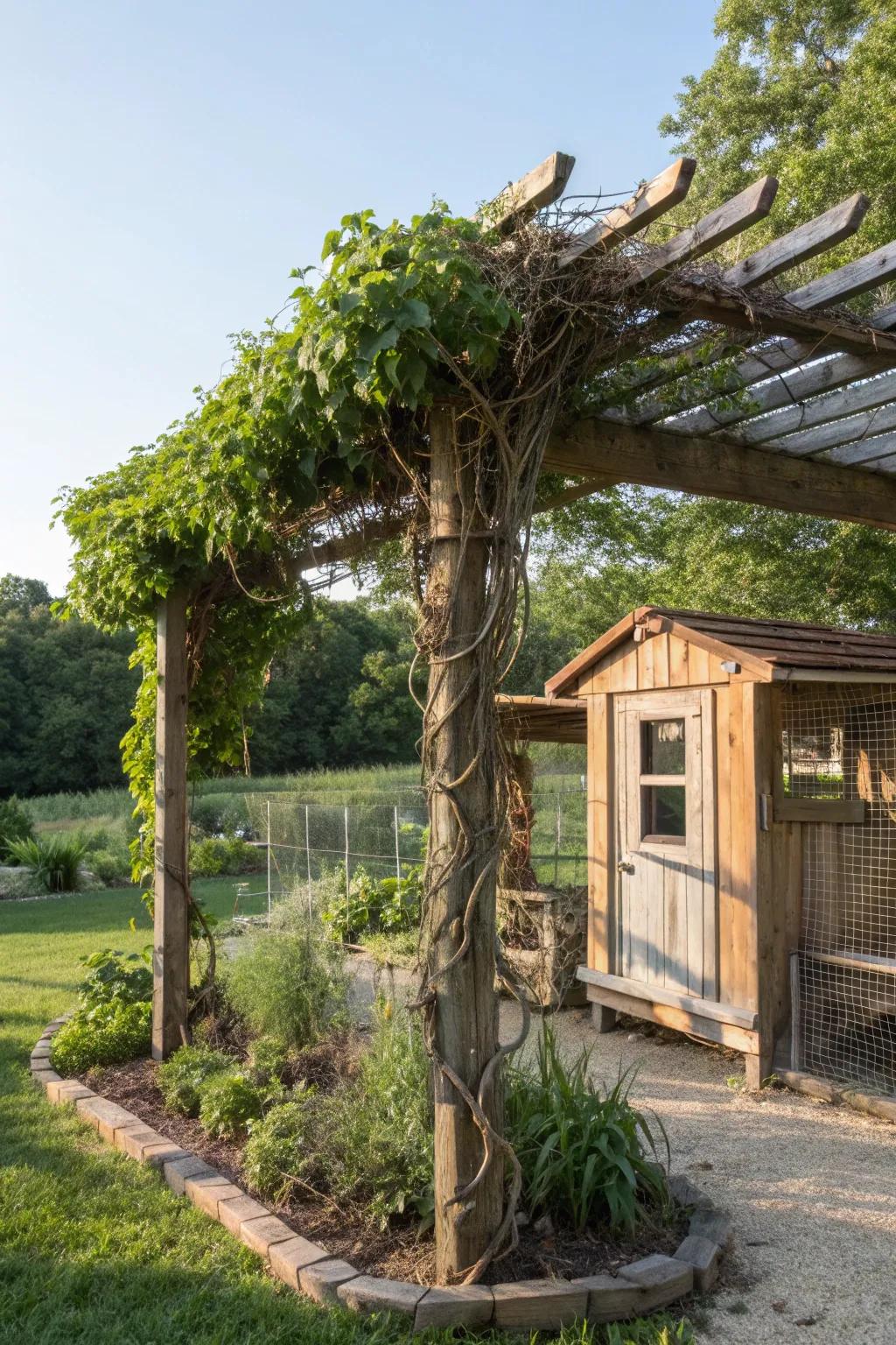 A rustic pergola adds style and shade to the chicken coop.