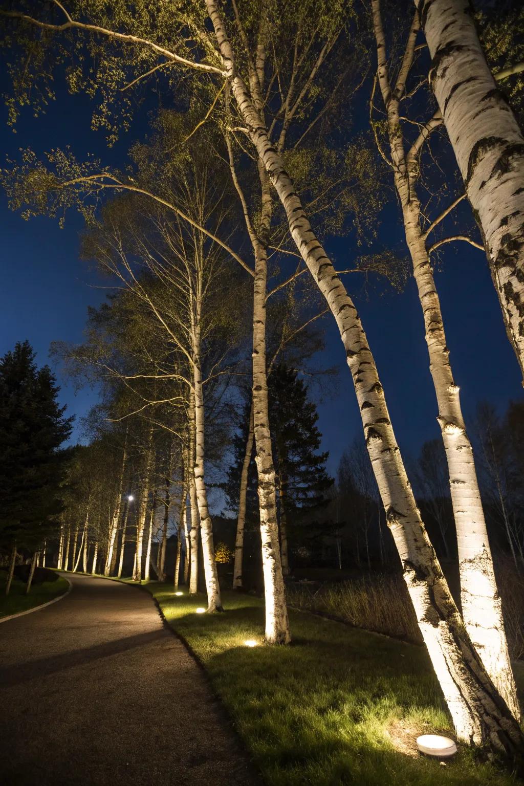Strategic lighting highlights the beauty of birch trees at night.