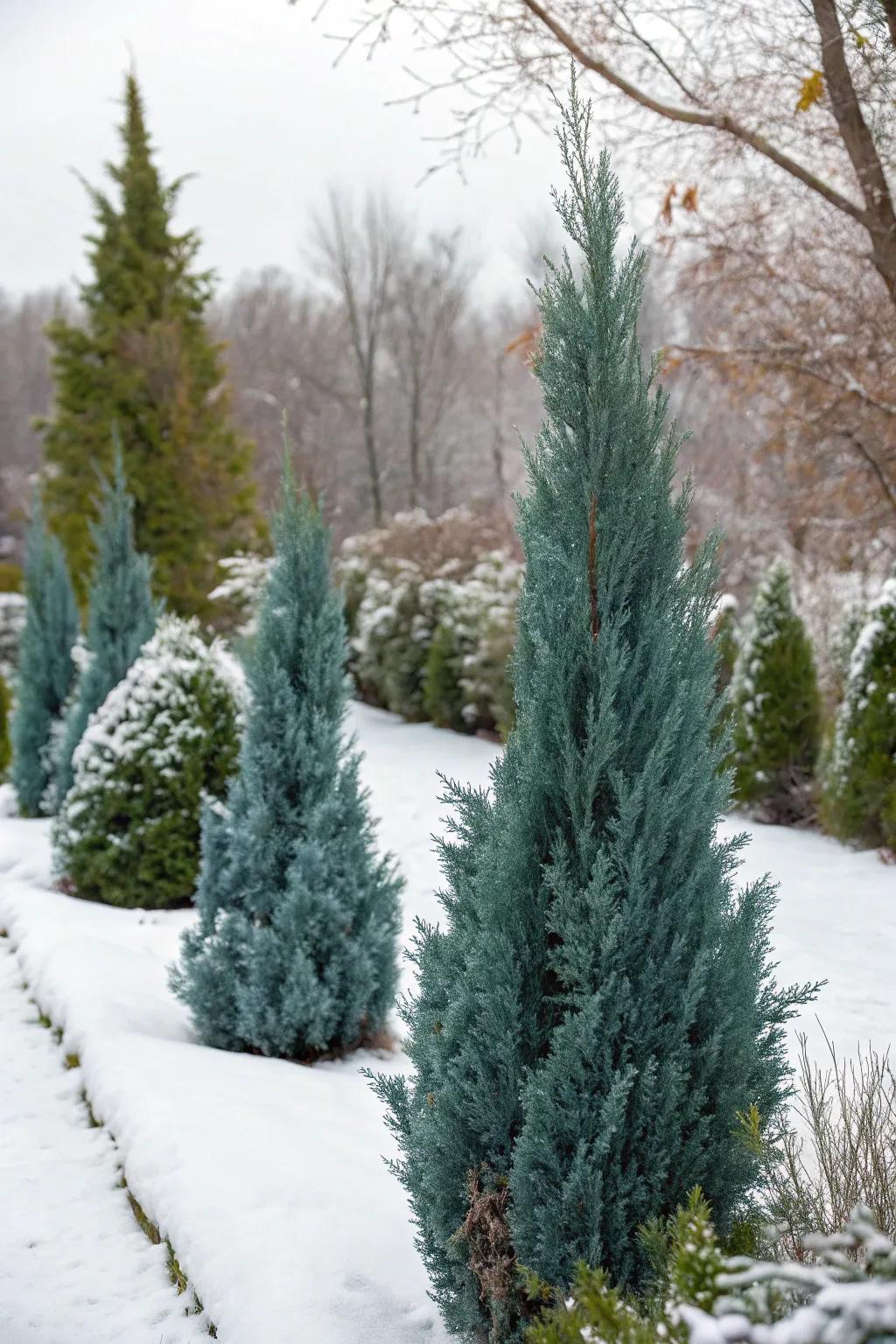 Blue Point Junipers bring color to your winter garden.