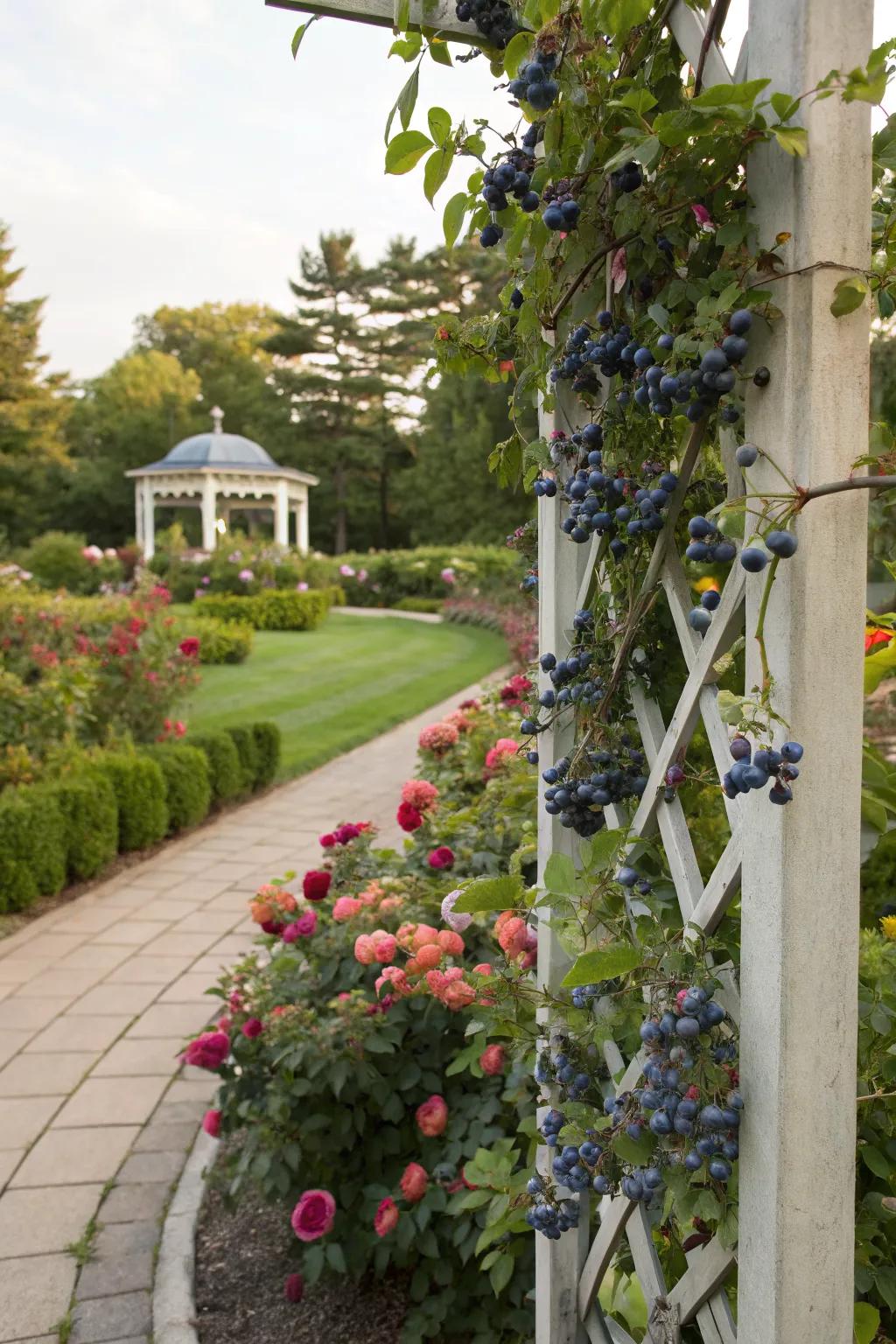 A graceful trellis supporting vibrant blueberry vines.