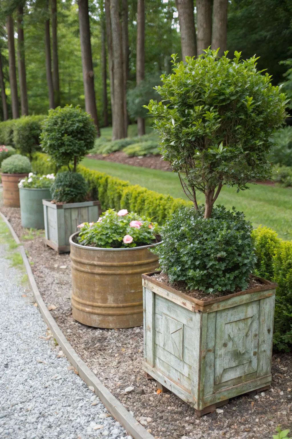 Upcycling adds sustainability and style to boxwood displays.