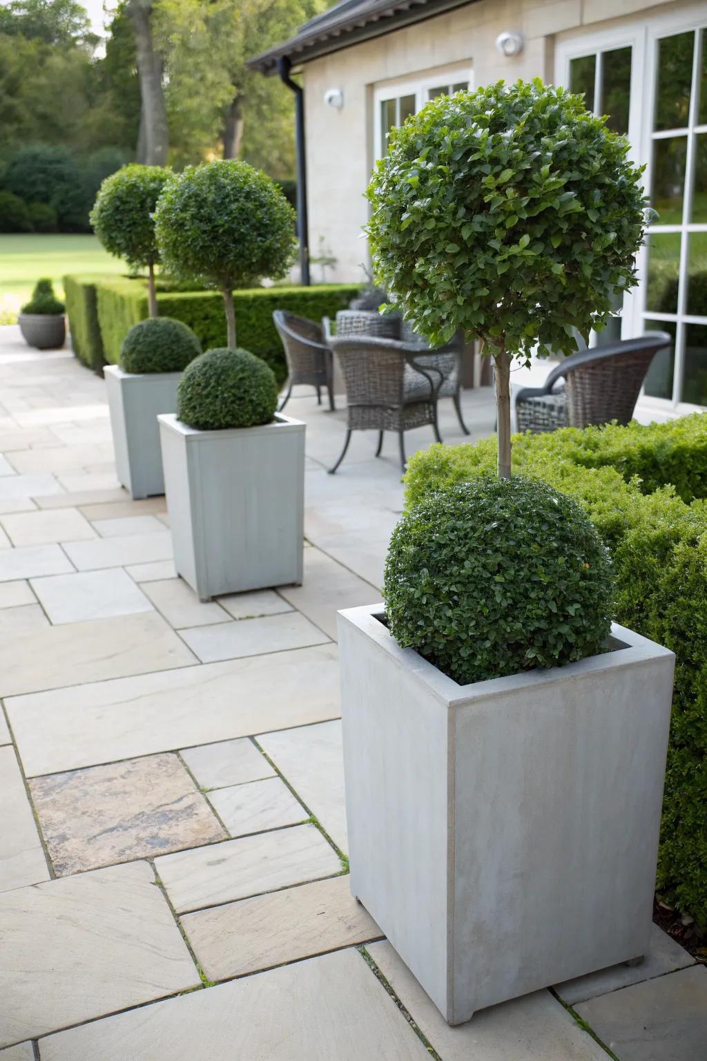 Add versatility with boxwoods in containers.