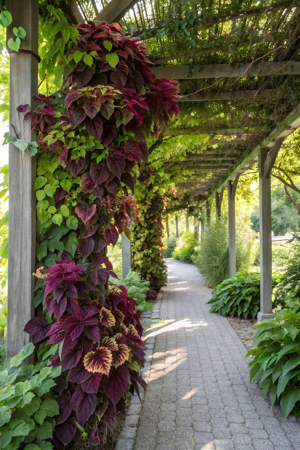 Coleus climbing a trellis adds vertical interest.