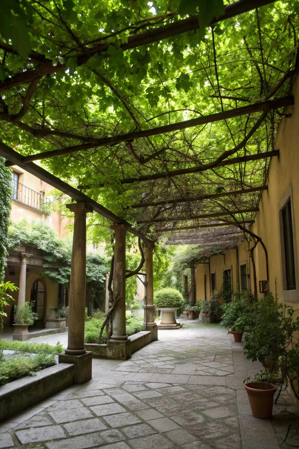A leafy canopy providing shade and a sense of tranquility.