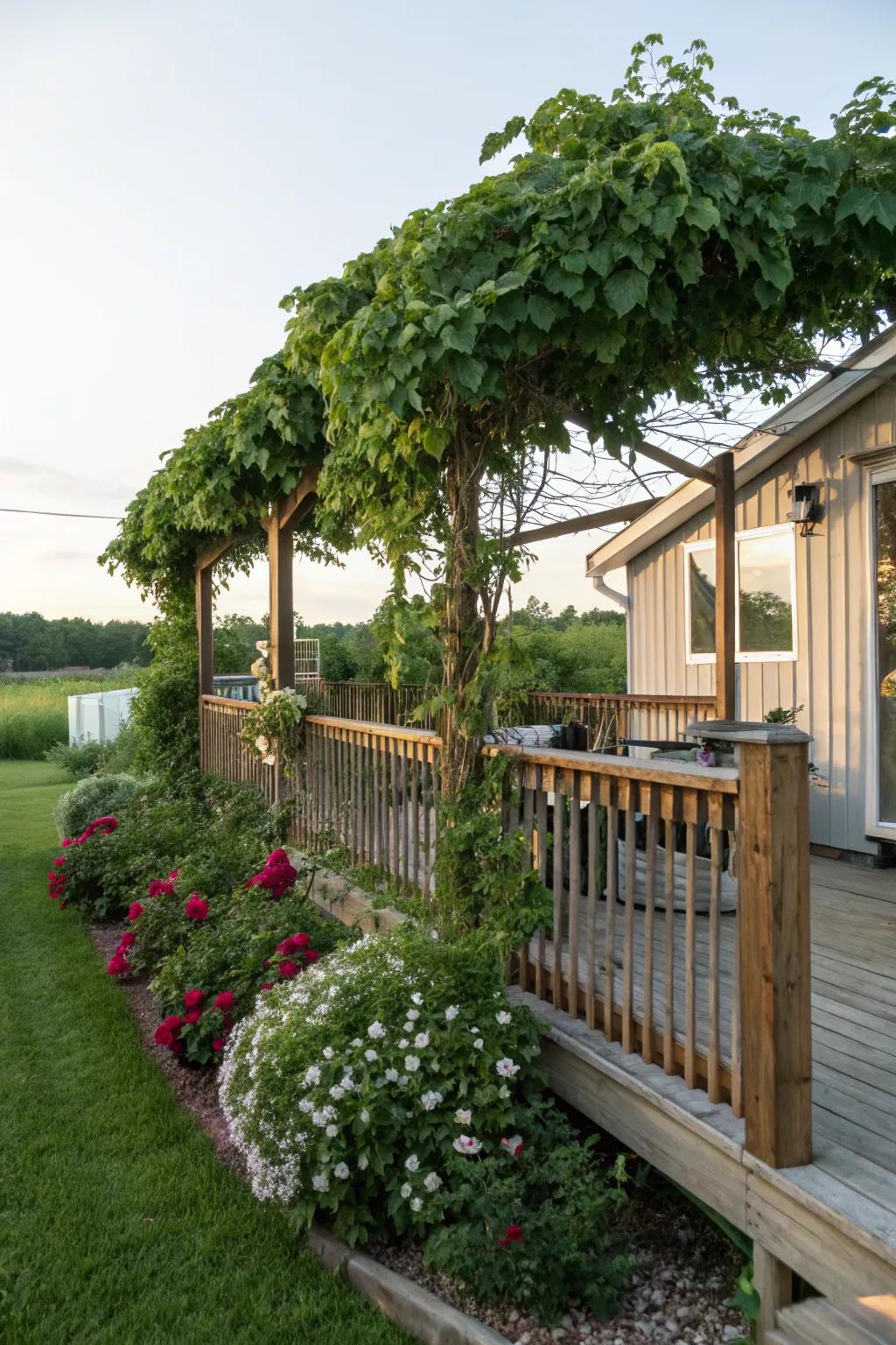 Nature-inspired deck with a pergola and vibrant climbing vines.