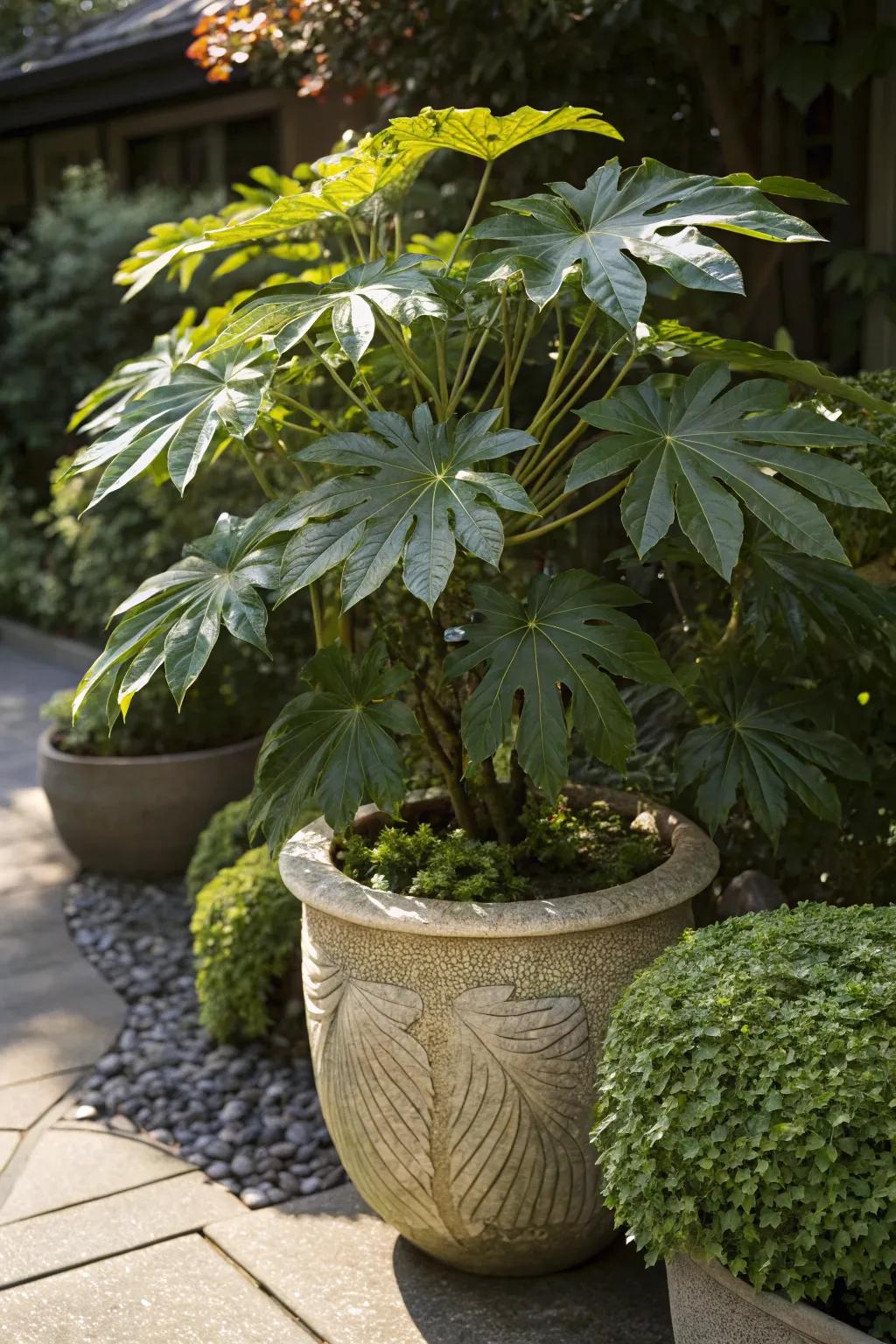 Fatsia Japonica: a tropical touch for shady spots.