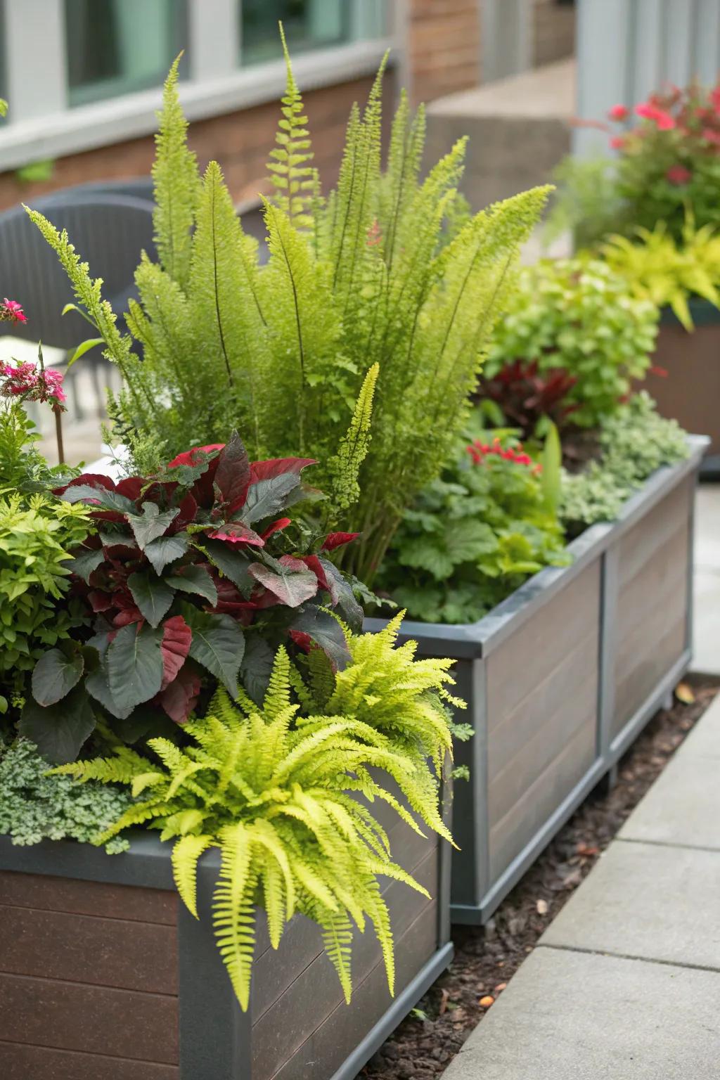 Brighten up spaces with captivating container gardens featuring foxtail ferns.