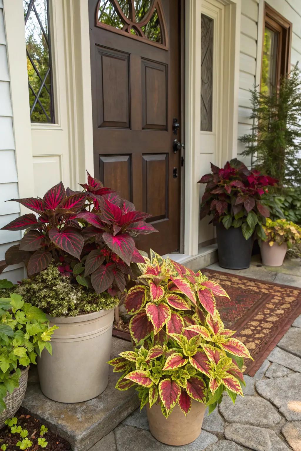 Coleus plants offer a burst of color with their vibrant leaves.