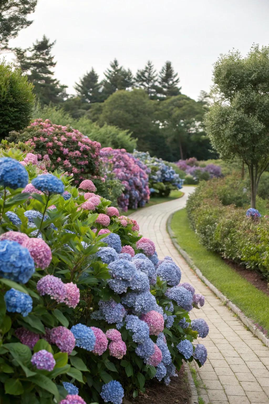 Hydrangea bushes adding romance to a garden border.