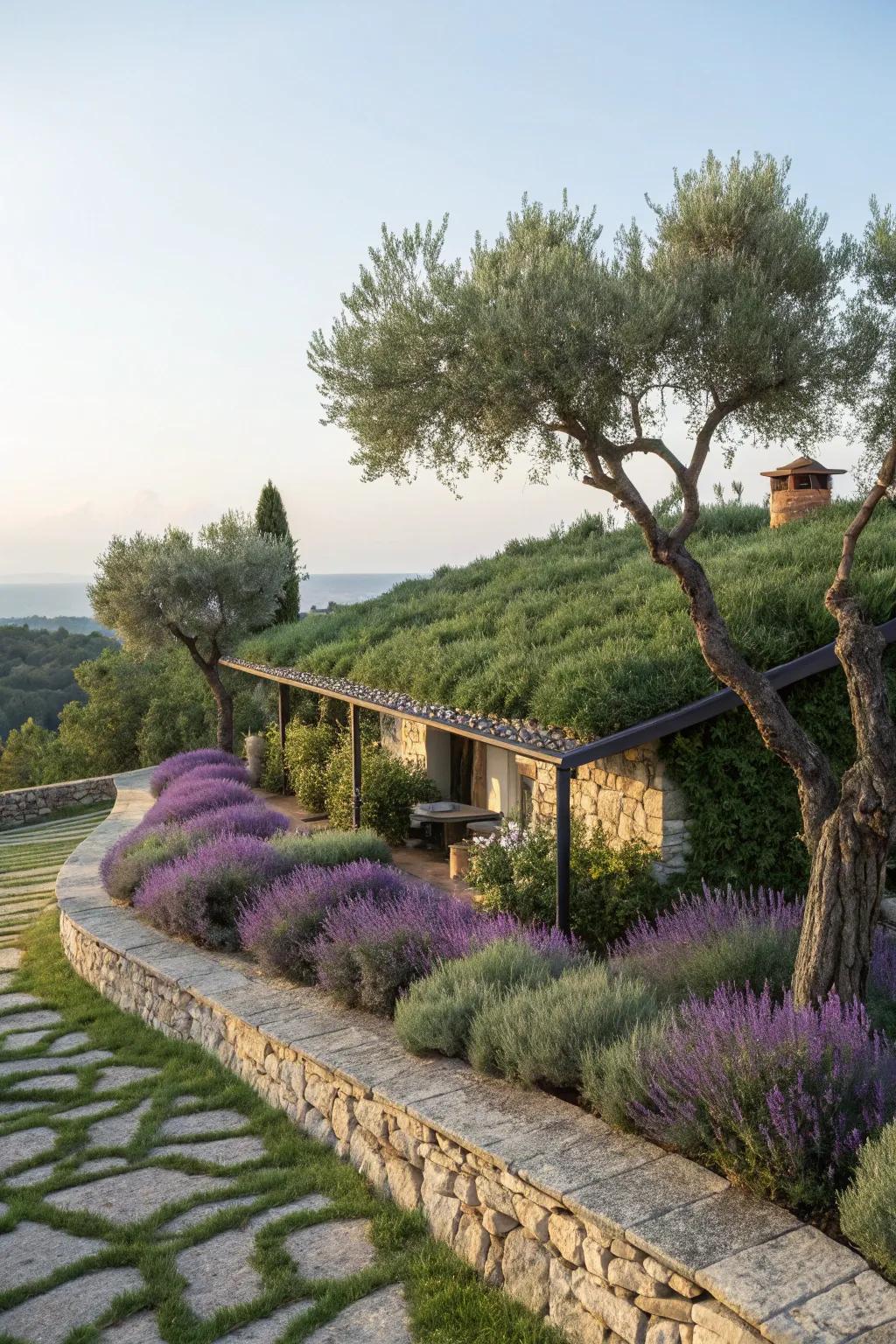 A green roof with a Mediterranean vibe featuring olive trees and lavender.