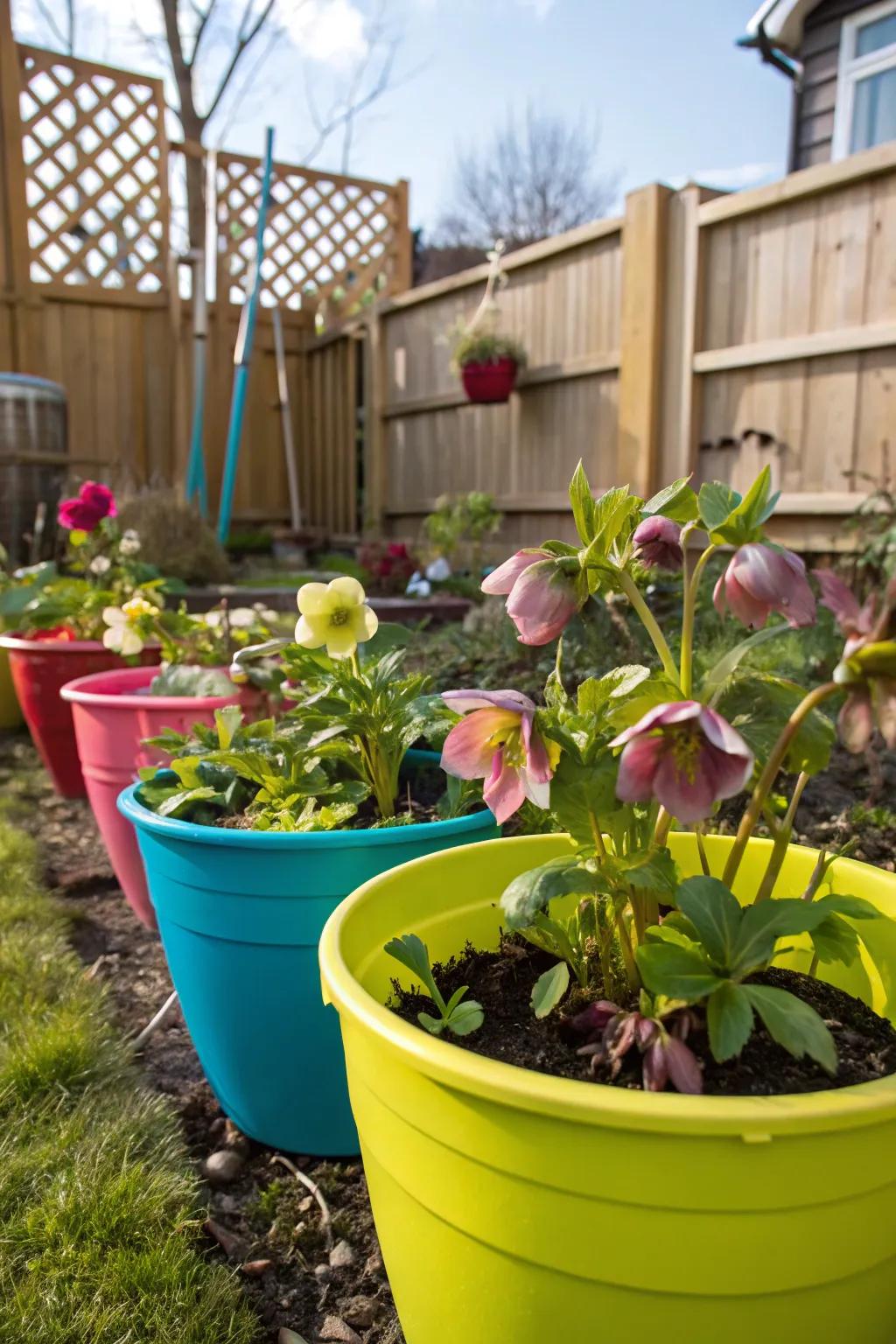Colorful plastic pots bring joy and vibrancy to hellebore displays.