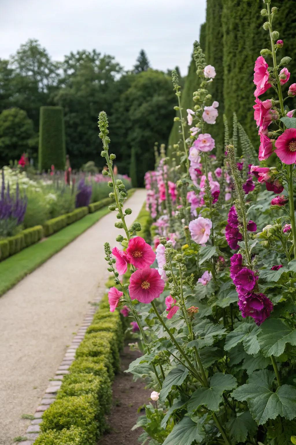 A color-themed garden where hollyhocks are the stars.