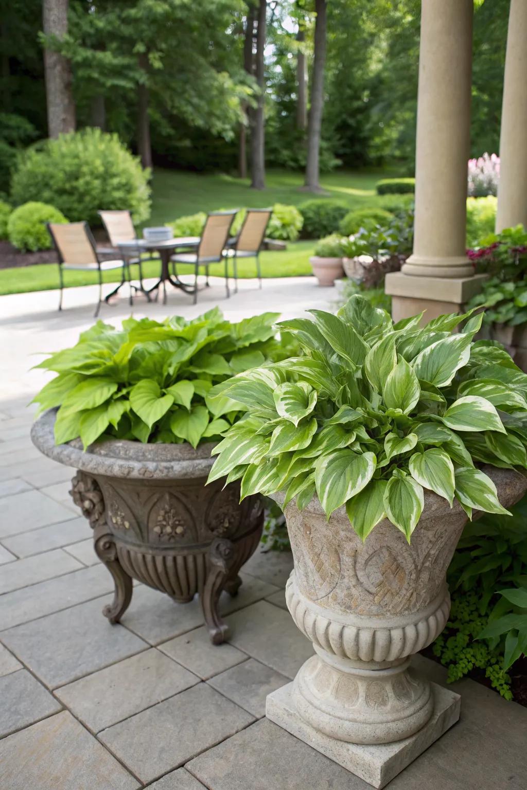 Container hostas bring elegance and greenery to patios and decks.