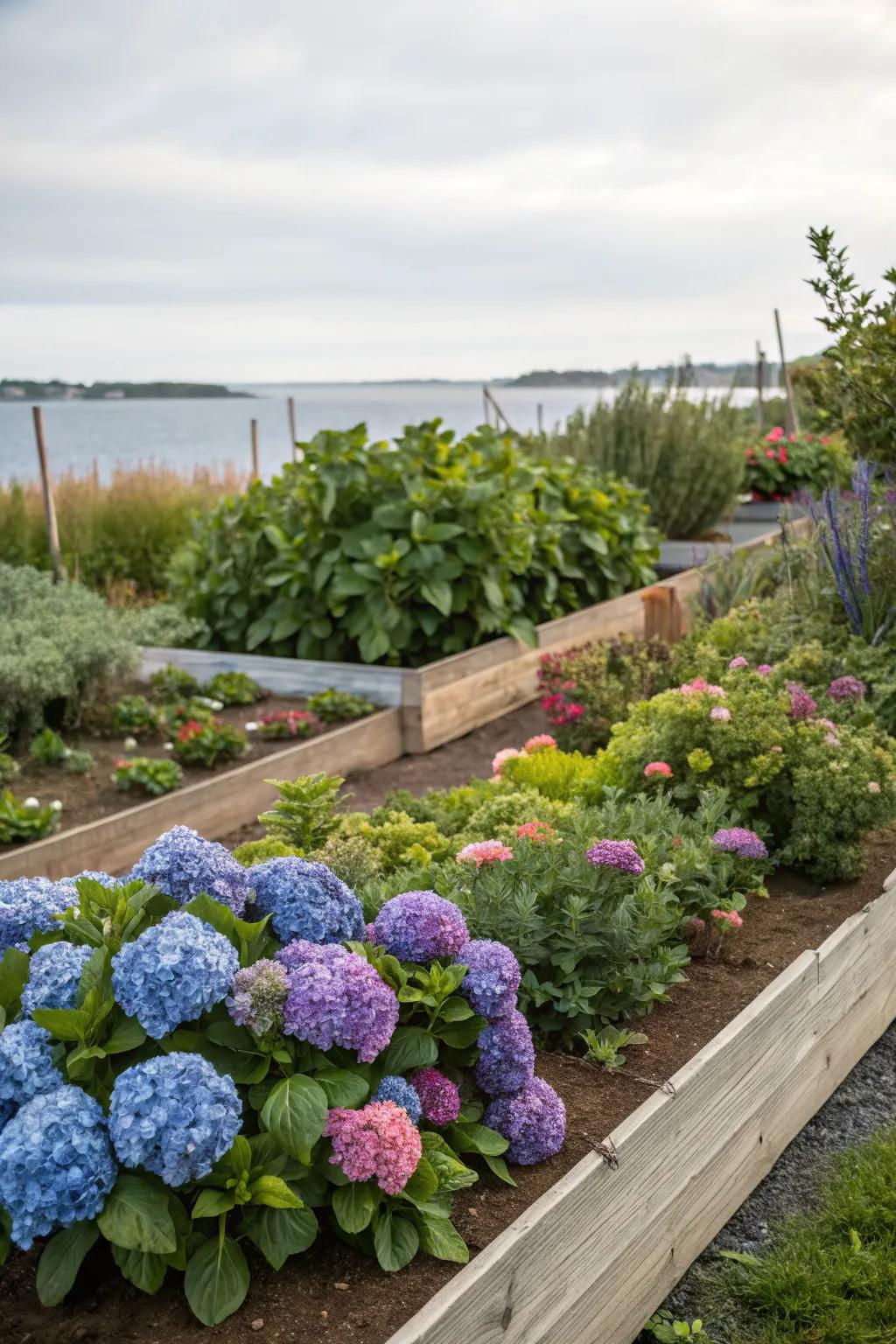 Combining hydrangeas with edibles creates a beautiful and functional garden.