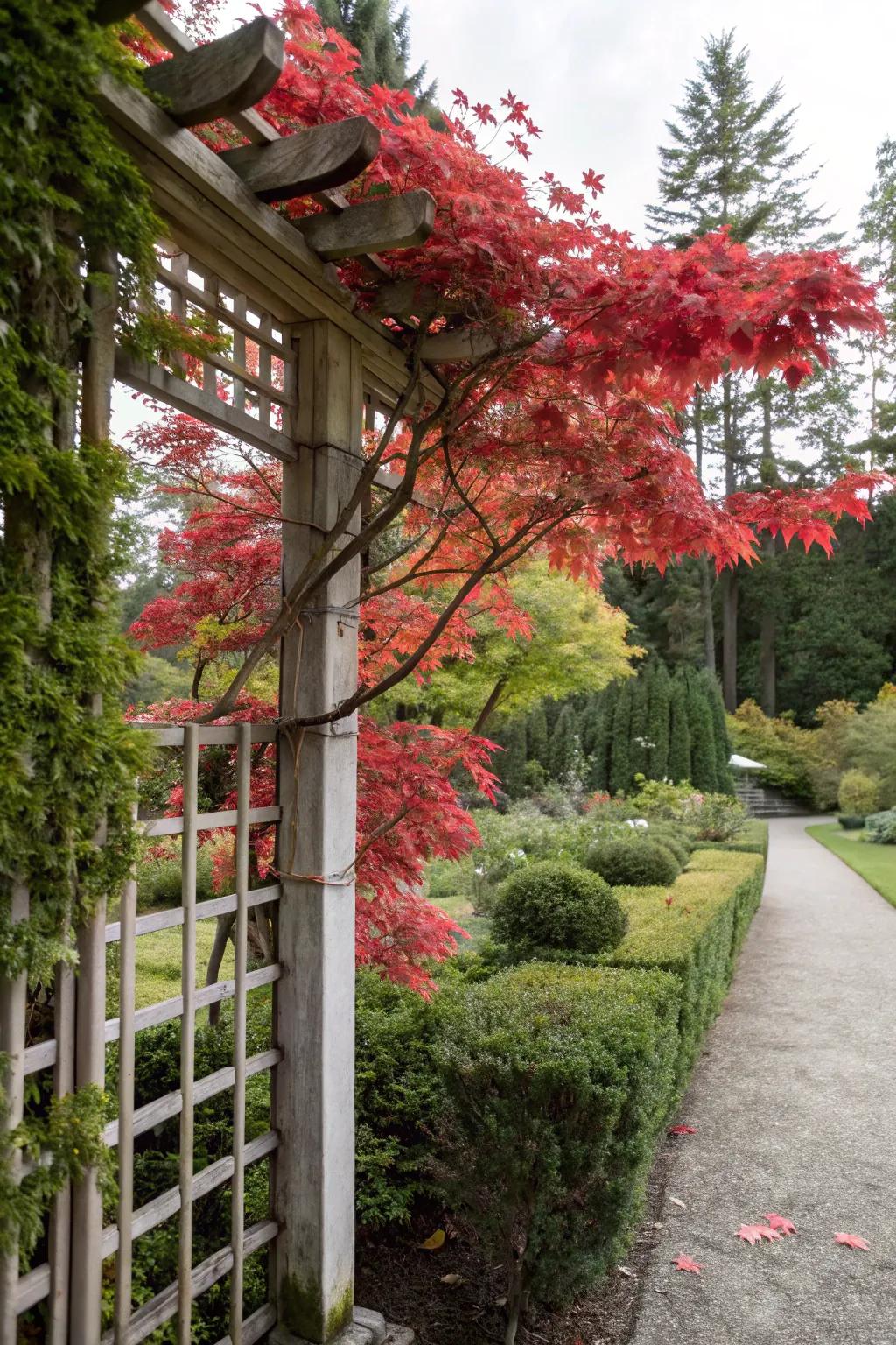 A trellis with a Japanese maple creates a stunning garden contrast.