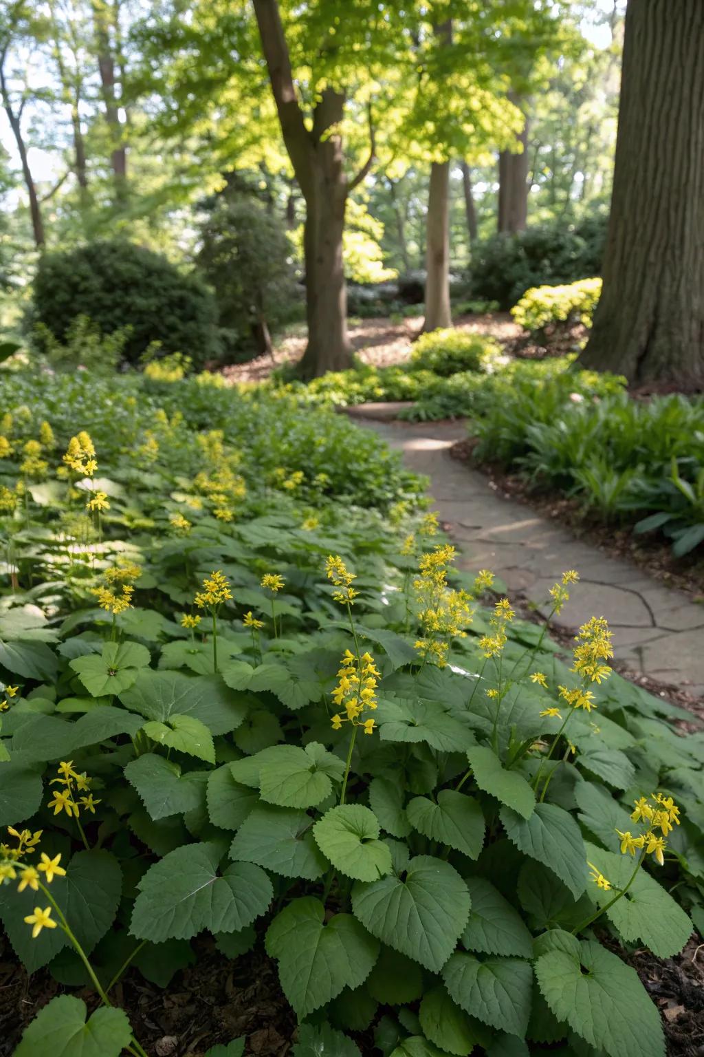 Barrenwort adds a tropical touch with its vibrant foliage.