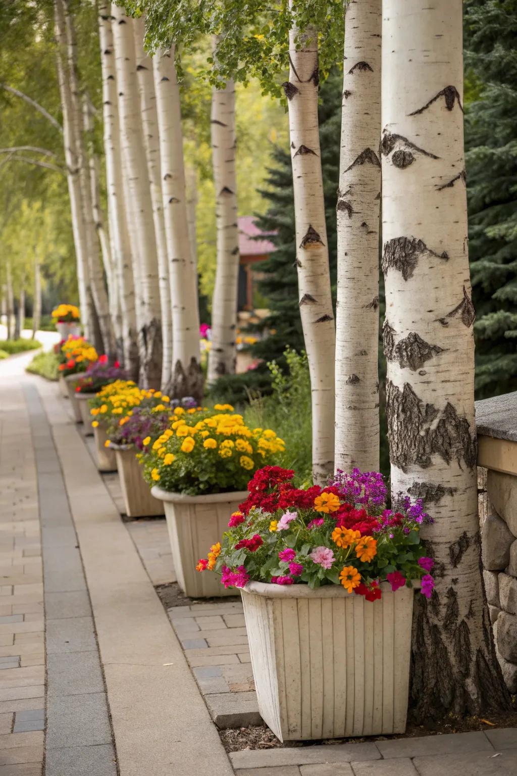 Colorful planters offer a versatile way to brighten up your birch tree landscape.