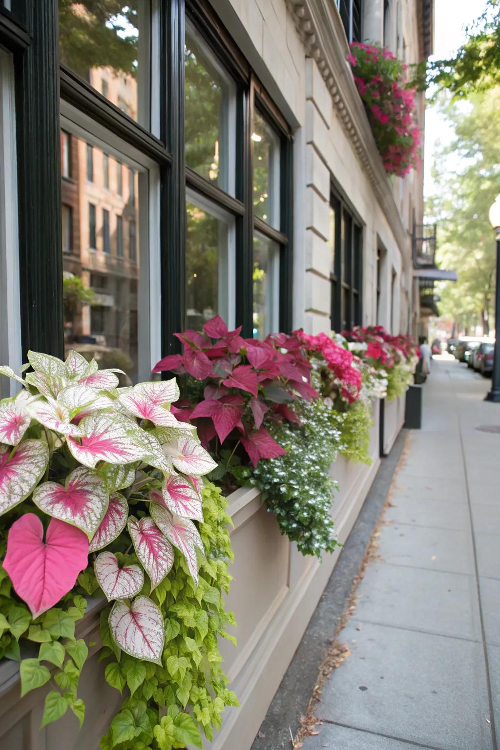 Brighten your windows with caladium-filled boxes.