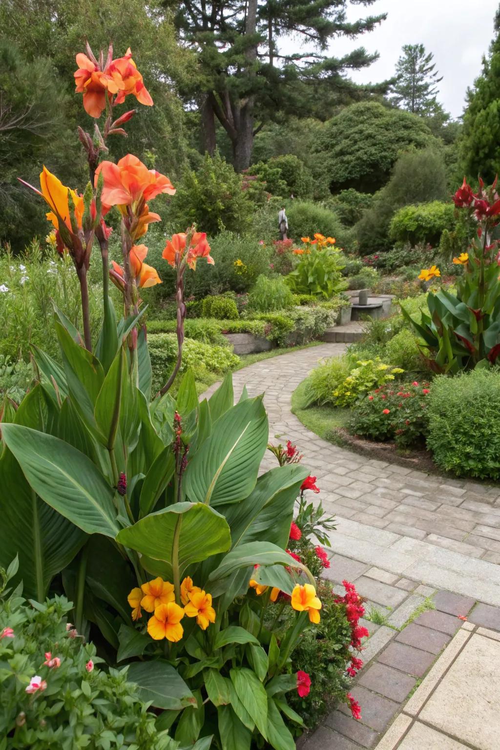 Canna lilies as exotic focal points