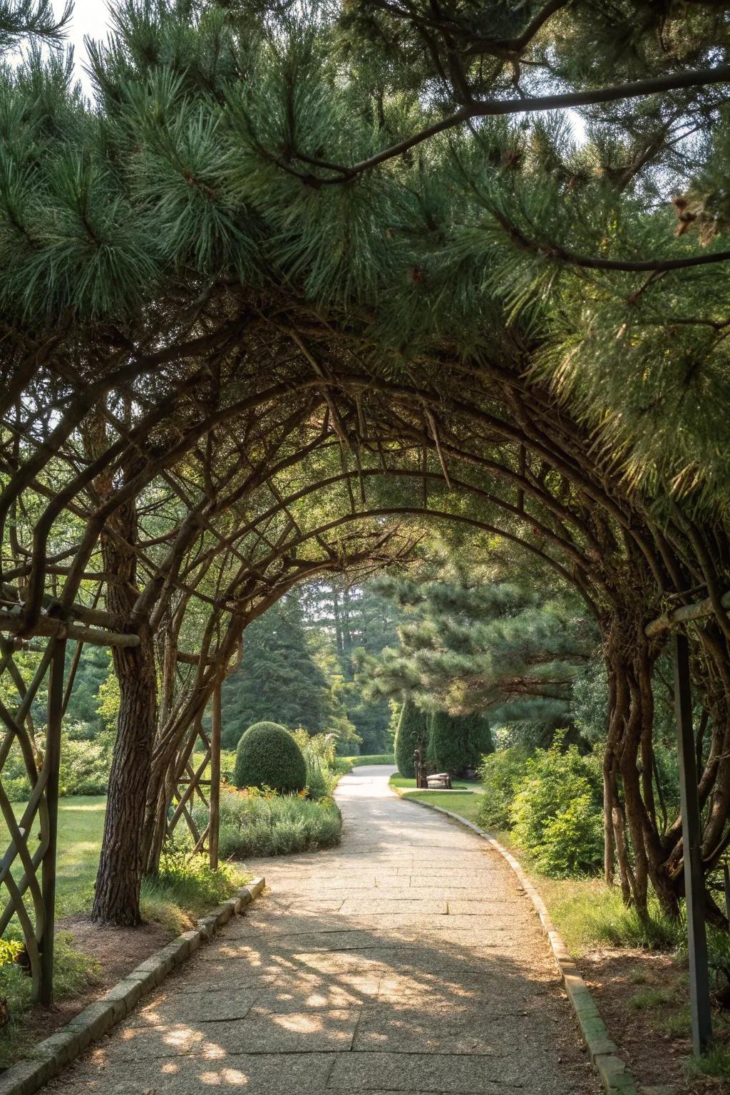 A pine tree archway creates a stunning garden entrance.