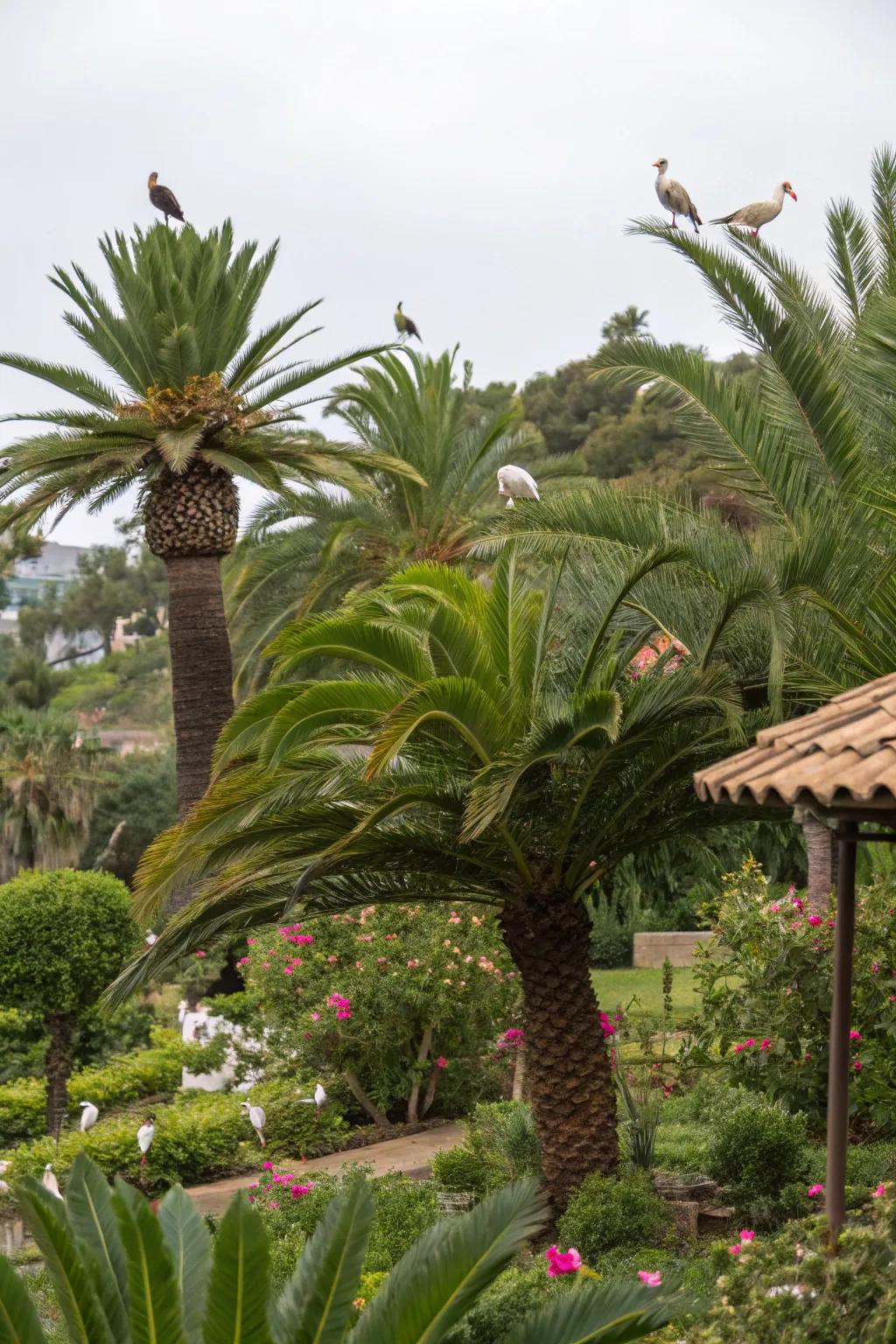 Support local wildlife by using sago palms as natural habitats.