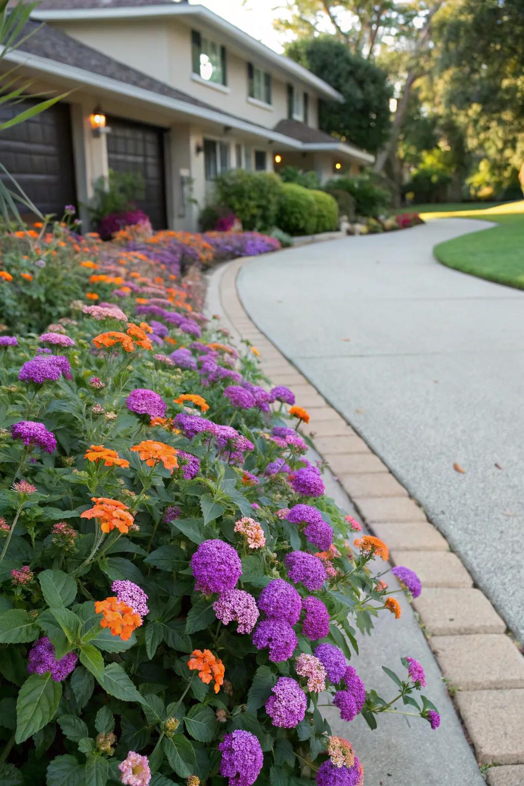 Lantana flowers lining a driveway, boosting curb appeal.