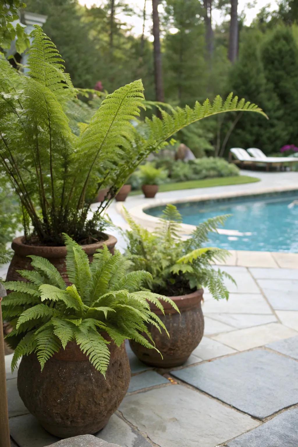 Create a lush, elegant feel with hardy ferns by your pool.