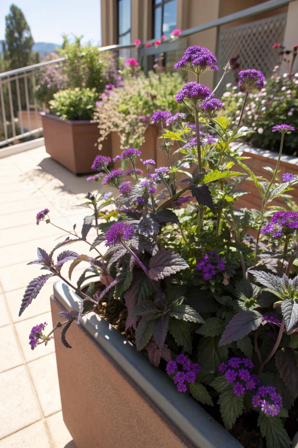 A striking pop of purple with purple heart plants and verbena.