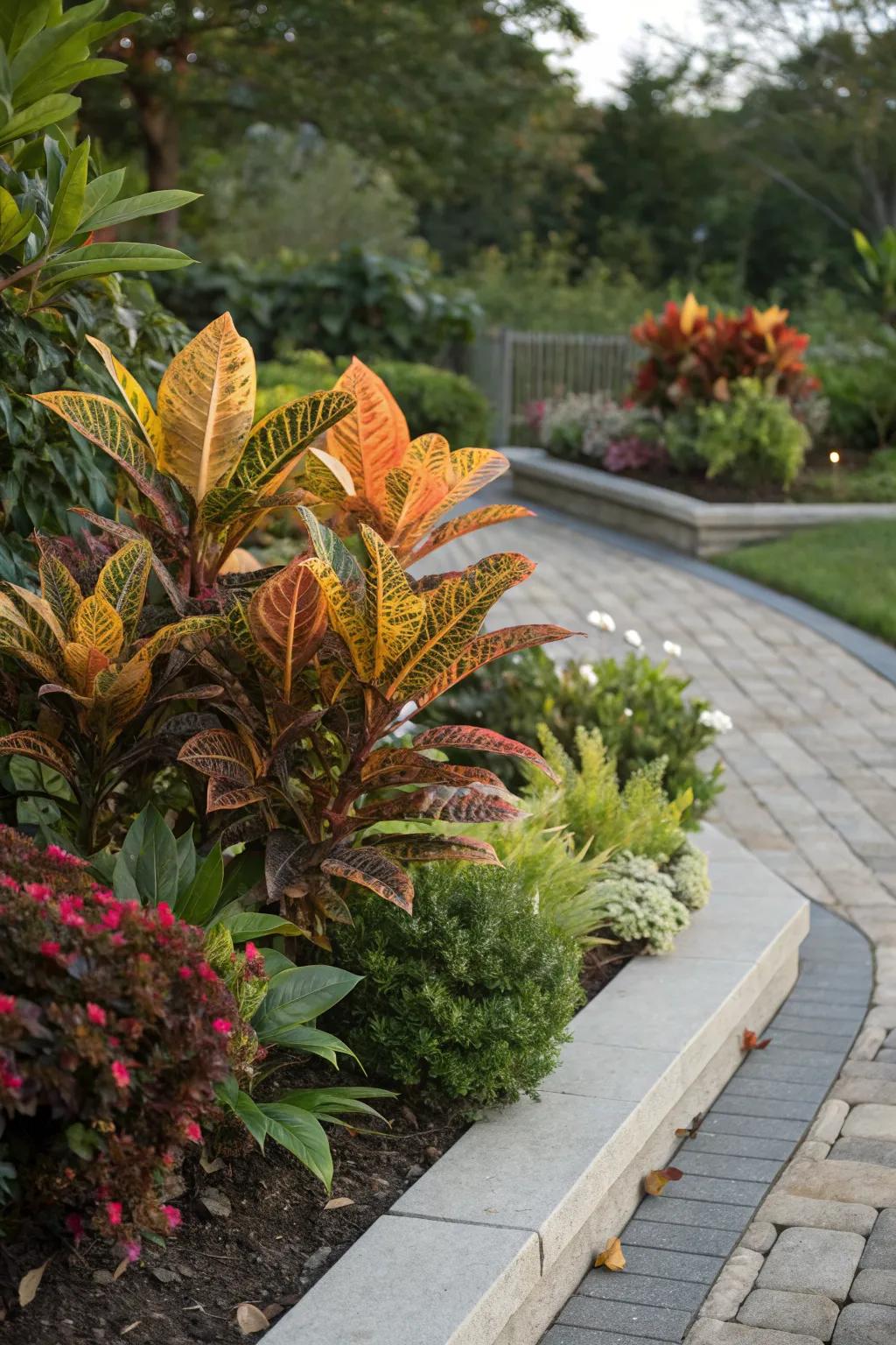 Mammy Crotons serving as a stunning garden focal point.