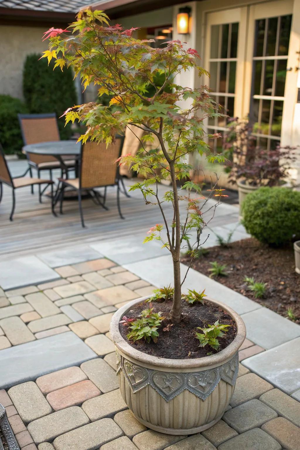 A dwarf maple tree in a container adds greenery to small spaces.