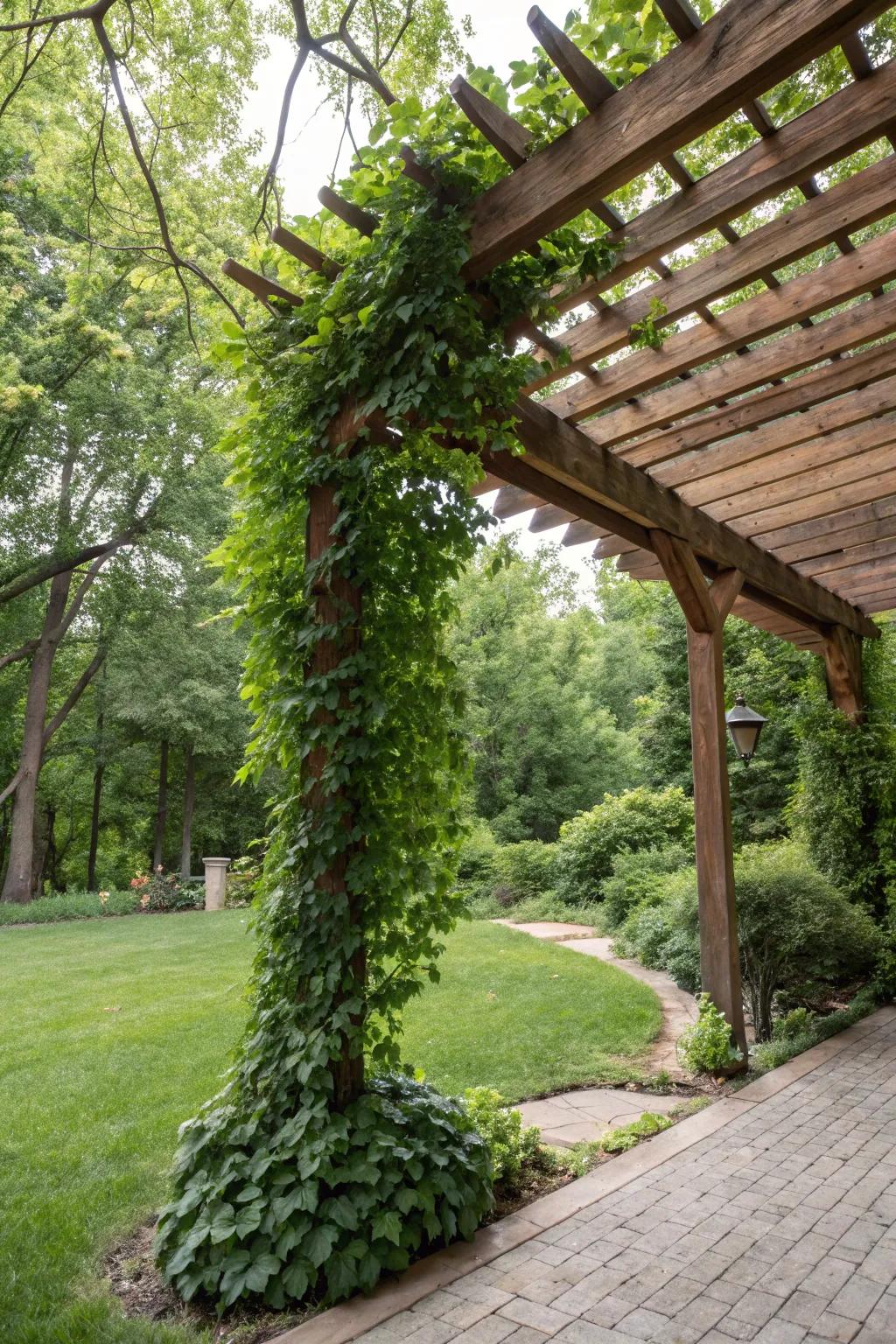 A trellis and vine combo awning, blending natural beauty with functional design.