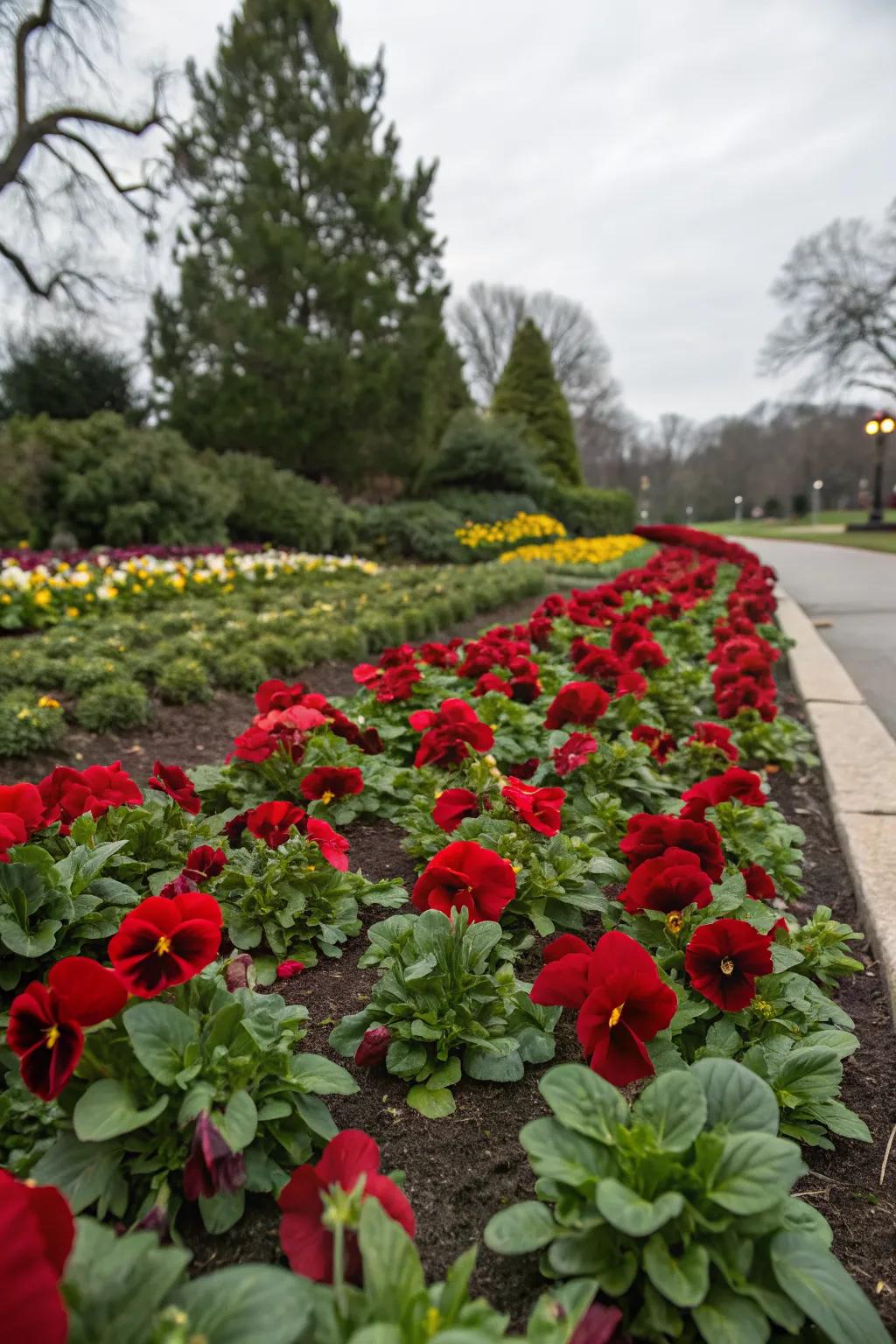 Holiday-themed pansy bed with festive colors.