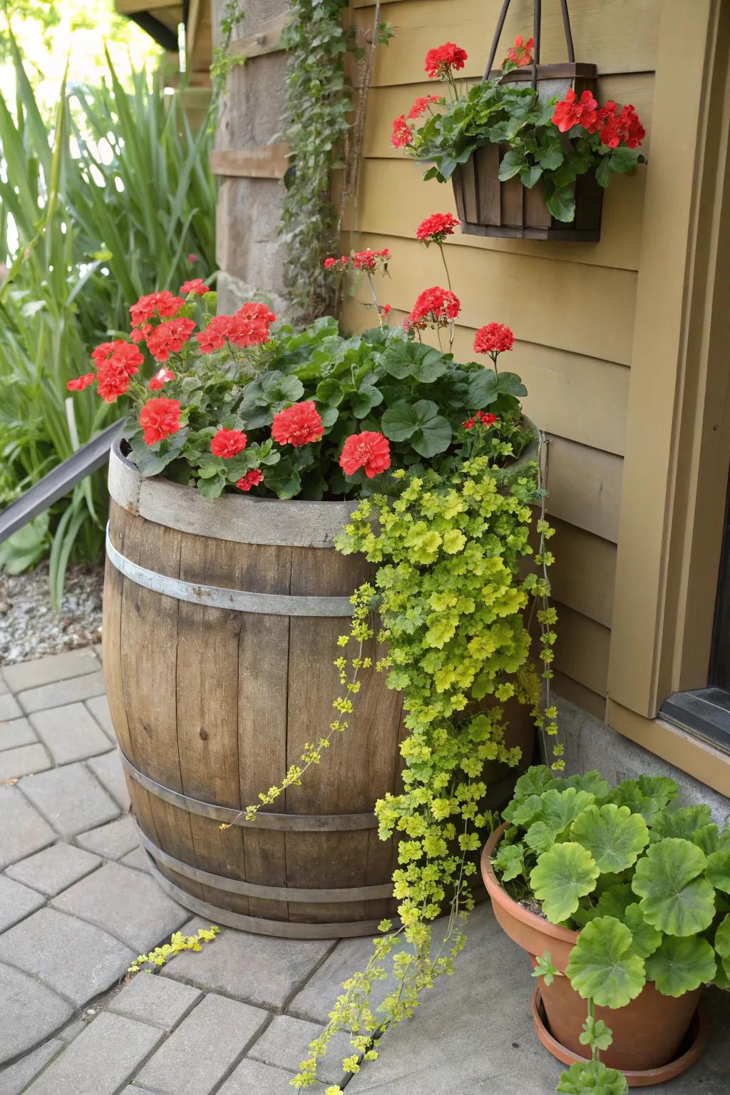 Rustic charm with vibrant geraniums and trailing creeping jenny.