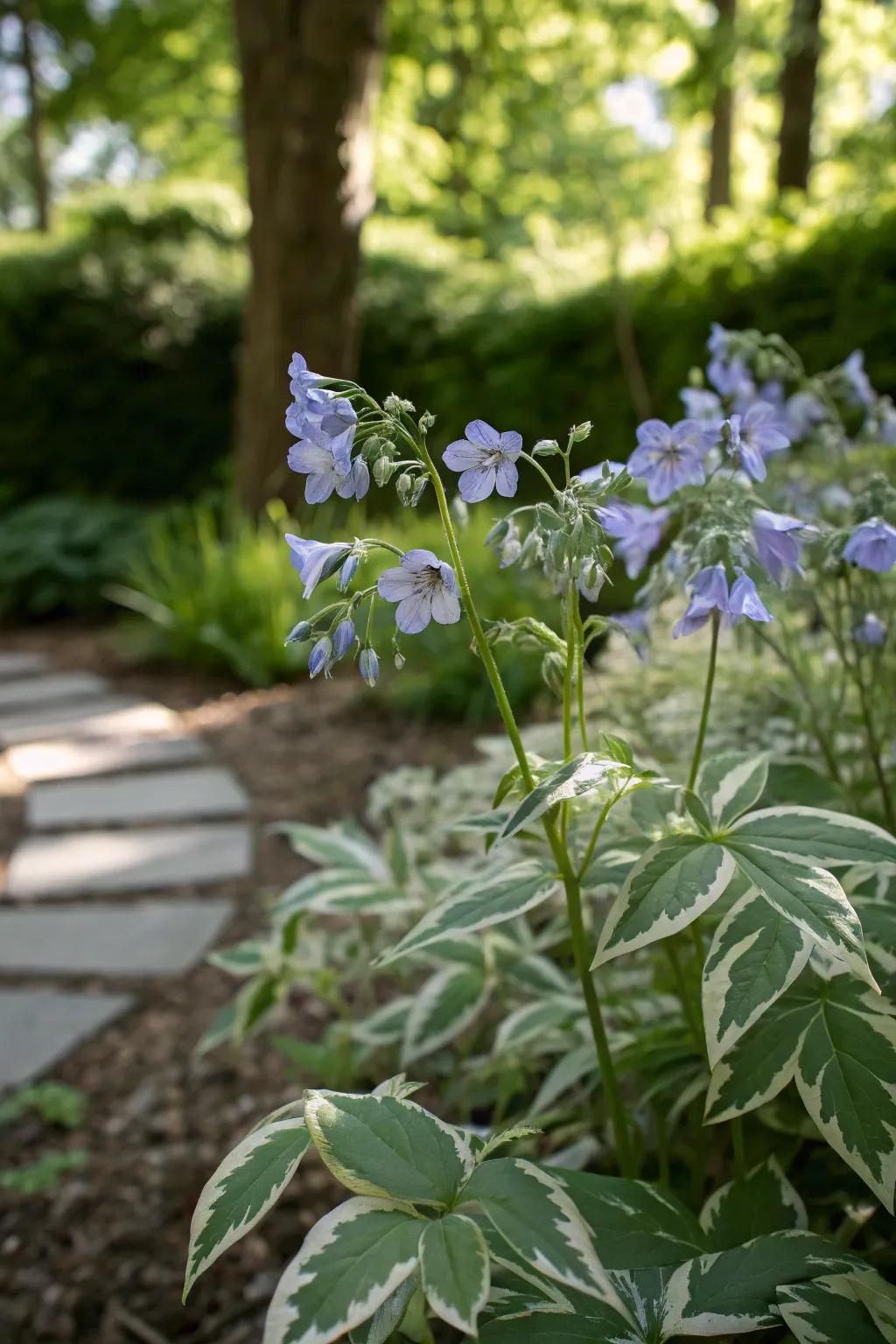 Variegated Jacob's Ladder subtly enhances the garden with its delicate blooms.