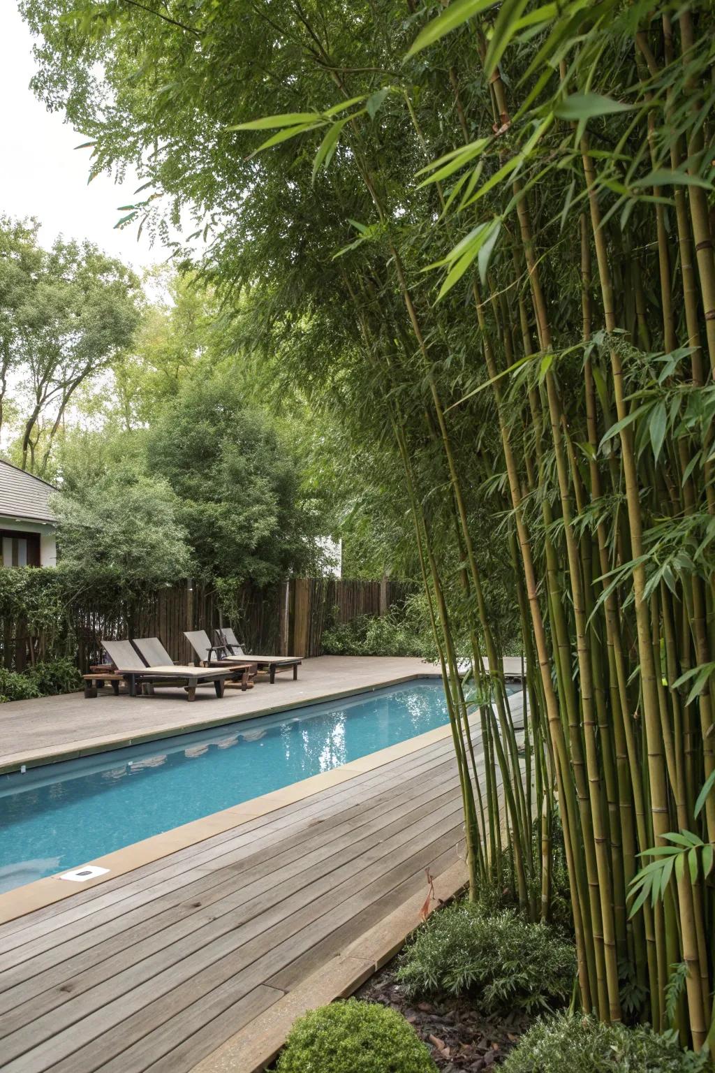 Use bamboo for a natural and exotic privacy screen.