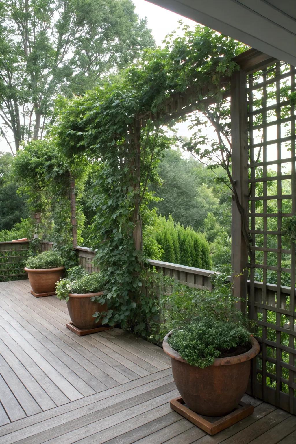 Natural privacy screens provide seclusion and beauty.