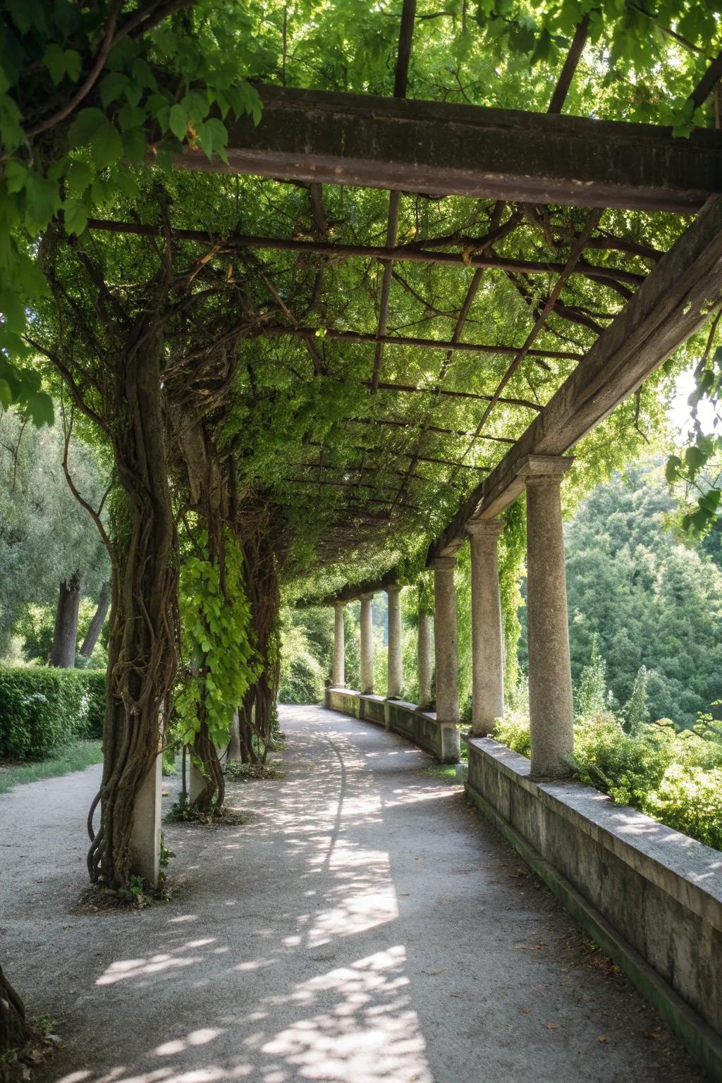 Vines on a pergola offer shade and privacy for outdoor dining.