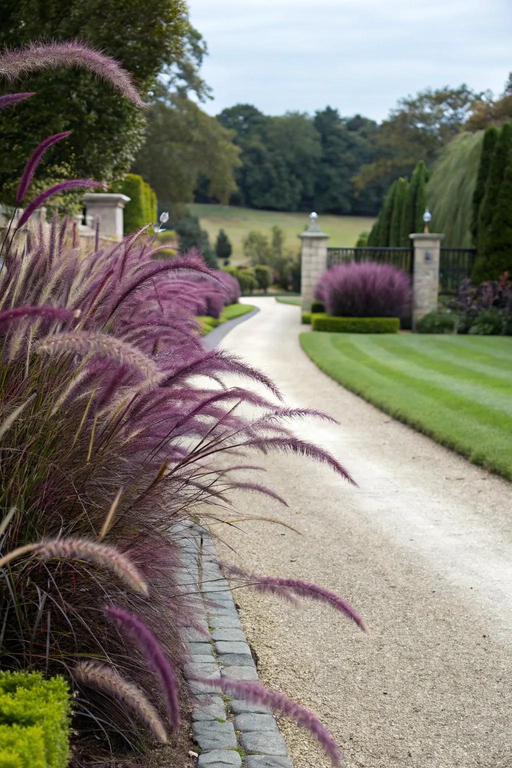 A sophisticated driveway lined with elegant purple fountain grass.