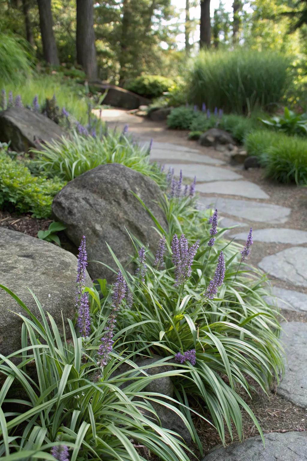 Liriope adds versatile beauty with its striking spikes.