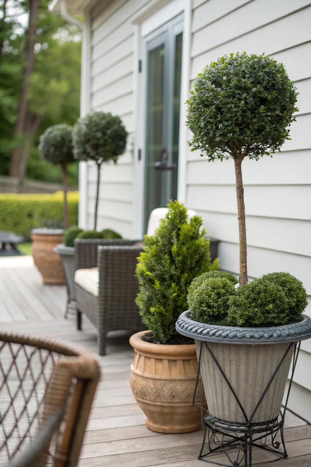 Topiary in containers offers flexible garden styling.